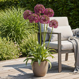 Green boutiQ - Blumenzwiebeln - Allium Miami - Farbe Lila - 15 Stück - Zwiebelgröße 10/11 - XXL Pack