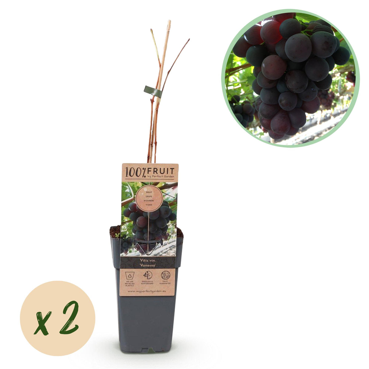 Green boutiQ - Obstpflanze - Violette Traube - Vitis vinifera Vanessa - Kernlos - 2 Pflanzen - Topf 15cm Höhe 50cm