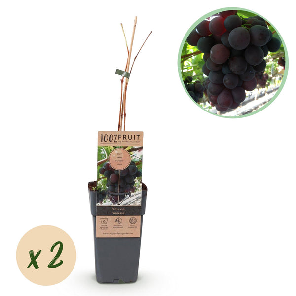 Green boutiQ - Obstpflanze - Violette Traube - Vitis vinifera Vanessa - Kernlos - 2 Pflanzen - Topf 15cm Höhe 50cm