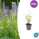 Agastache Black Adder en godet - Agastache hybride - H 10-25 cm, pot Ø9 cm