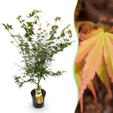 Érable du Japon Katsura - H 90 cm, pot Ø26 cm
