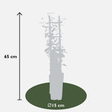 Trachelospermum 'Star of Toscana' - Toskanischer Jasmin Gelb - Ø15cm - ↕65cm