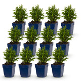Aster nain blanc - H 15-25 cm, pot Ø11 cm
