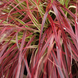 Green boutiQ - Ziergräser - Uncinia rubra Everflame - Rot - 4 Pflanzen - Immergrün - Wenig Pflege - Topf 17cm Höhe 50cm
