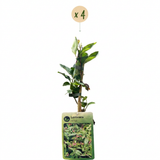 Chèvrefeuille de Henry - Lonicera henryi - H 35 cm, pot Ø9 cm - photo 2