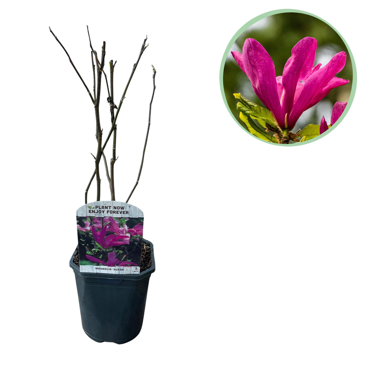 Green boutiQ - Sträucher - Magnolie Susan - Blüten dunkelrosa - 1 Pflanze - laubabwerfend - pflegeleicht - Topf 17cm Höhe 45cm
