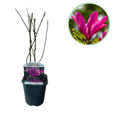 Green boutiQ - Sträucher - Magnolie Susan - Blüten dunkelrosa - 1 Pflanze - laubabwerfend - pflegeleicht - Topf 17cm Höhe 45cm