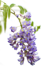 2x Blauregen sinensis 'Prolific' - ↨65cm - Ø15