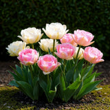Green boutiQ - Blumenzwiebeln - Tulpe Double Sensation - Farbe Weiß und Rosa - 12 Stück - Zwiebelgröße 11/12 - XXL Pack