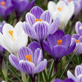 Crocus bleu et blanc en mélange - 240 bulbes