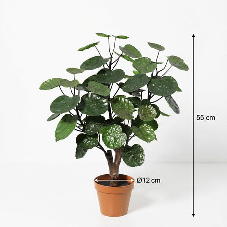 Künstlicher Polyscias fabian H55cm