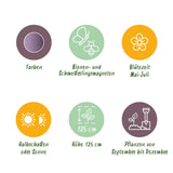 Green boutiQ - Blumenzwiebeln - Allium Gladiator - Farbe Lila - 5 Stück - Knollengröße 16/18 - XXL Pack