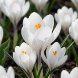 Crocus blanc à grandes fleurs - 120 bulbes