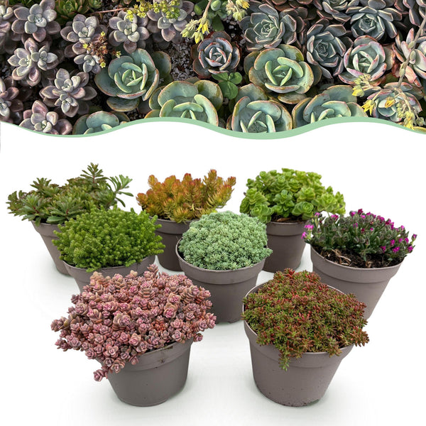 Green boutiQ - Bodendecker - Winterhart - Alpen-Mischung - 8 Pflanzen - Diverse Farben - Pflegeleicht - Topf 14 Höhe 17