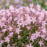 Campanule Lisduggan Variety - H 15-25 cm, pot Ø11 cm