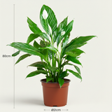 Green boutiQ - Zimmerpflanze - Einblatt - Spathiphyllum - Weiß - Pflegeleicht - 1 Pflanze - Topf 19cm - Höhe 70 - 80cm