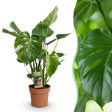 Green BoutiQ - Green is... Zimmerpflanzen - Monstera Deliciosa - Fensterblatt - Pflegeleicht - Grün - 1 Pflanze - Topf 17cm - Höhe 50-55cm