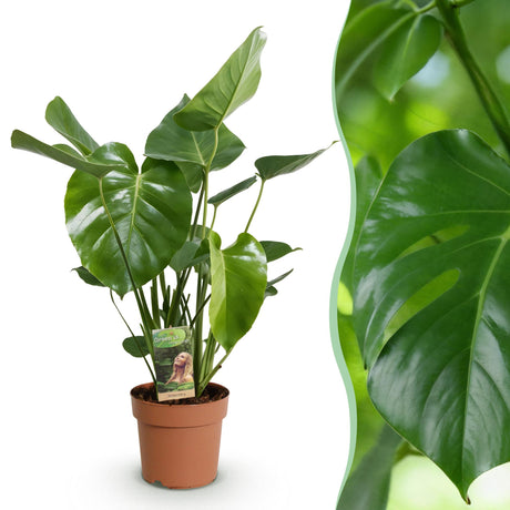 Green BoutiQ - Green is... Zimmerpflanzen - Monstera Deliciosa - Fensterblatt - Pflegeleicht - Grün - 1 Pflanze - Topf 17cm - Höhe 50-55cm