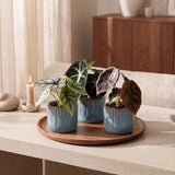 Baby Alocasia Tricolour avec cache-pots Linnea bleu brume - lot de 3 mini plantes