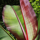 Bananier rouge d'Abyssinie Maurelii - H 70-90 cm, pot Ø21 cm
