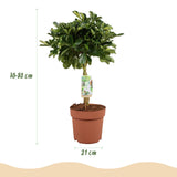Green boutiQ - Zimmerpflanzen - Schefflera Gold Capella - Strahlenaralie - Pflegeleicht - Grün - Gold - 1 Pflanze - mit Übertopf Grau - Topf 21cm - Höhe 70-80cm