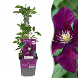 Clématite Warszawska Nike - 6 plants