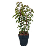 Green boutiQ - Haagpflanzen - Prunus lusitanica Angustifolia - grünes Blatt - 6 Pflanzen - 1 laufender Meter - immergrün - Topf 17cm Höhe 50cm