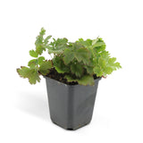 Waldsteinia ternata en godet - Faux fraisier - H 10-25 cm, pot Ø9 cm - photo 2
