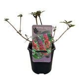Green boutiQ - Sommerflieder - Buddleja davidii Flower Power - Blüte Orange Violett - 1 Pflanze - Laubabwerfend - Schmetterlingsanziehend - Topf 17cm Höhe 30cm