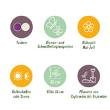 Green boutiQ - Blumenzwiebeln - Allium Purple White Mix - Farbe Lila und Weiß - 15 Stück - Zwiebelgröße 10/12 - XXL Pack