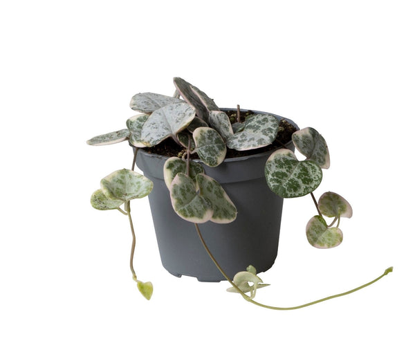 Mini chaîne des cœurs panachée - Ceropegia woodii - H 5 cm, pot Ø6 cm