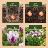 Tulipe triomphe Flaming Flag