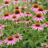 Échinacée pourpre Magnus - Echinacea purpurea - H 15-25 cm, pot Ø11 cm - photo 5