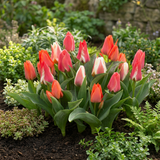 Tulipe de Greig en mélange - calibre 11/14