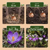 Bulbes pour jardin d'ombre, grande quantité