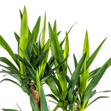Yucca Elephantipes verzweigt mit Korb Ø21cm - ↕60 - 70cm