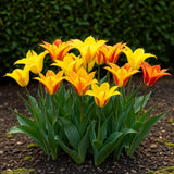 Green boutiQ - Blumenzwiebeln - Tulpe Vendeeglobe - Farbe Gelb - 12 Stück - Zwiebelgröße 11/12 - XXL Pack