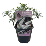 Green boutiQ - Sommerflieder - Buddleja davidii White Profusion - Blüte Weiß - 1 Pflanze - Laubabwerfend - Schmetterlingsanziehend - Topf 17cm Höhe 25cm
