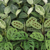 Baby plantes surprise avec cache-pots Linnea miel - lot de 3 mini plantes tropicales