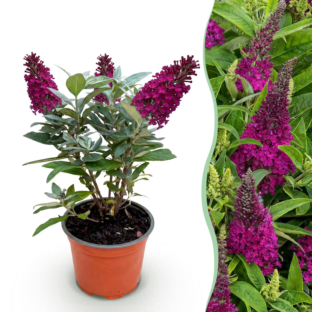 Green boutiQ - Gartenpflanze - Buddleja davidii Butterfly Candy Little Ruby - Schmetterlingsflieder - Kompakt - Rot - 1 Pflanze - Topf 12cm - Höhe 20-25cm
