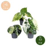 Baby Alocasia Tricolour Variegata - lot de 3 mini plantes