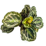 Calathea Medaillon Ø17cm - ↕40 - 50cm