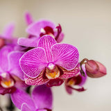 Kolibri Orchids | Violette Vienna-Orchidee + Bloom Ziertopf Violett – Topfgröße Ø9cm | blühende Zimmerpflanze – frisch vom Züchter