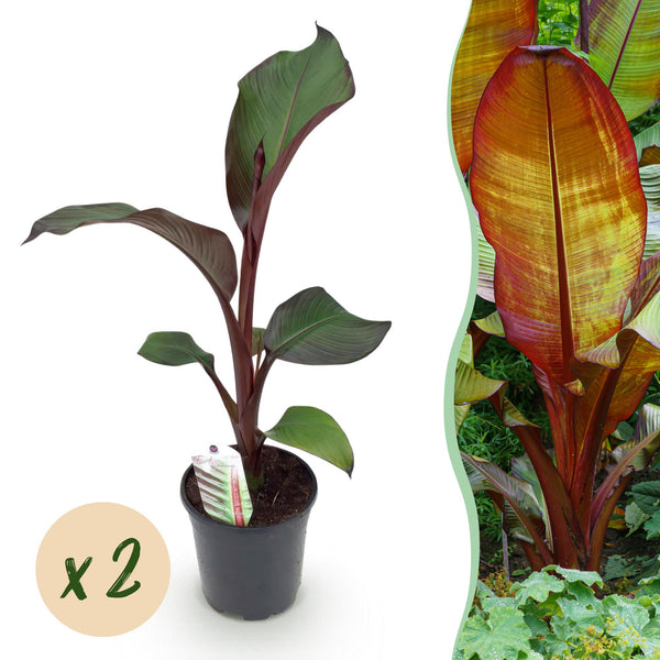 Green boutiQ - Obstpflanze - Bananenpflanze - Ensete ventricosum Maurelli - Winterhart - 2 Pflanzen - Topf 17cm Höhe 40cm