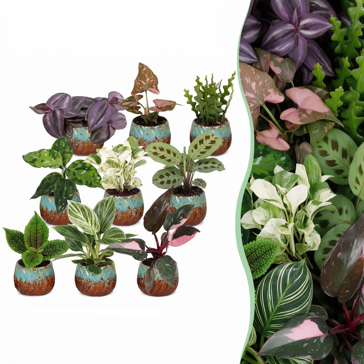 Baby plantes surprise avec cache-pots cuivre - lot de 3 à 12 mini plantes tropicales - pot Ø6 cm