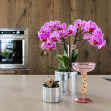 Kolibri Orchids | Violette Vienna-Orchidee + Disco Ziertopf – Topfgröße Ø9cm | blühende Zimmerpflanze – frisch vom Züchter