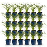 Hémérocalle Stella d'Oro - H 15-25 cm, pot Ø11 cm - photo 2