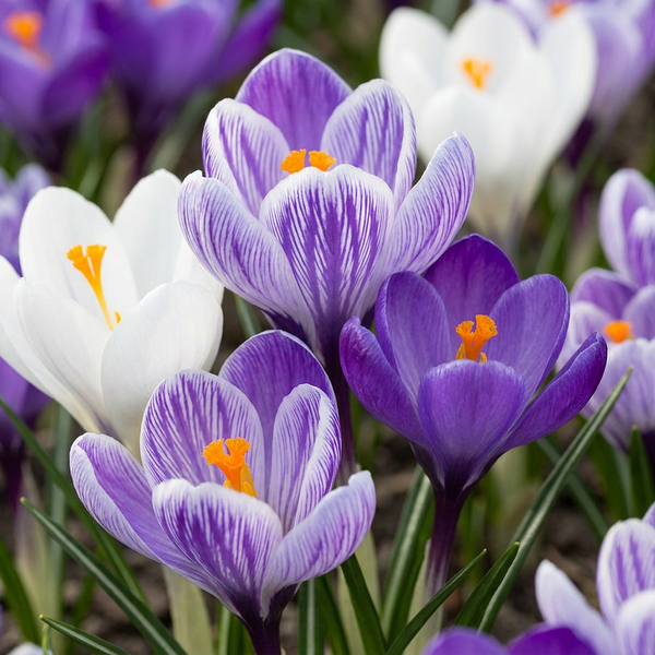 Crocus bleu et blanc en mélange