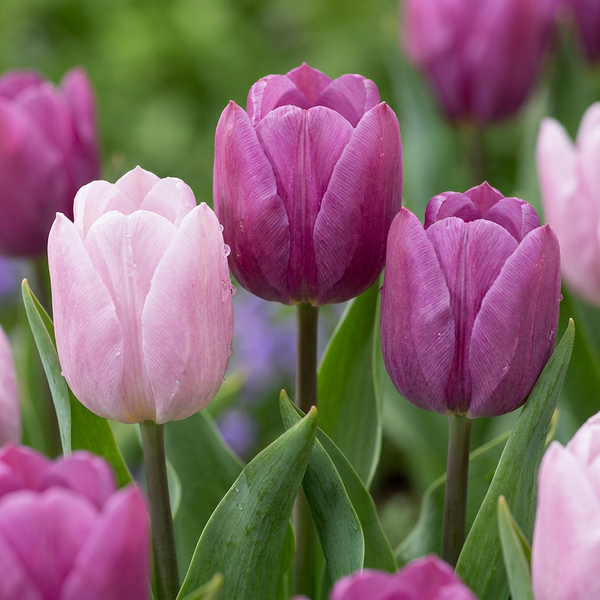 Tulipe Candy Prince et Purple Prince en mélange