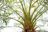 Phoenix Roebelenii am Stamm - 210cm - 200cm